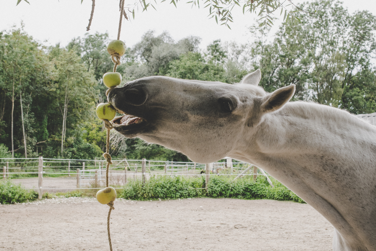 Pferdebeschäftigung Knabberspielzeug Pferde hängender Spass mit Leckstein 
